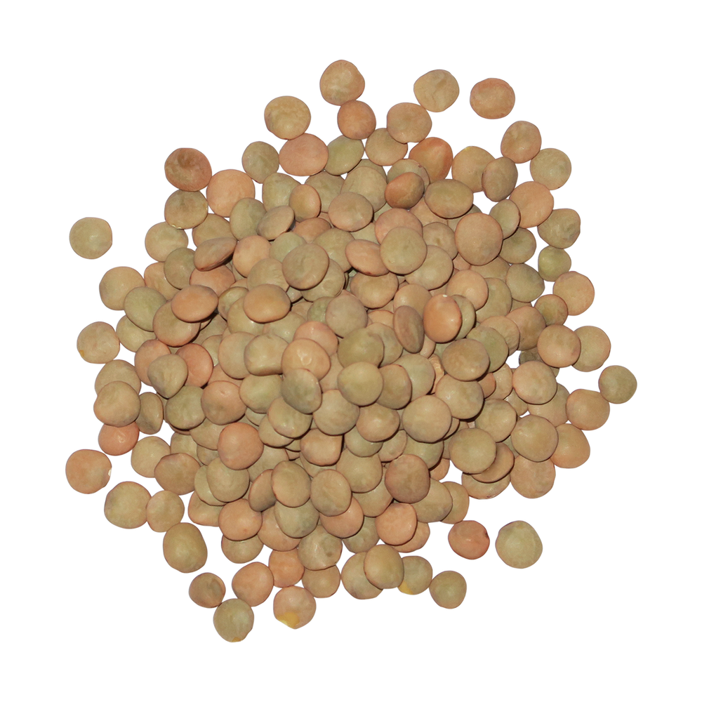 A top-down photo of a small pile of Organic Green Lentils.