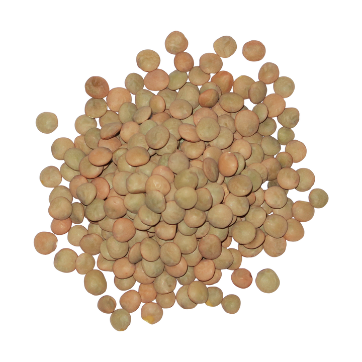 A top-down photo of a small pile of Organic Green Lentils.