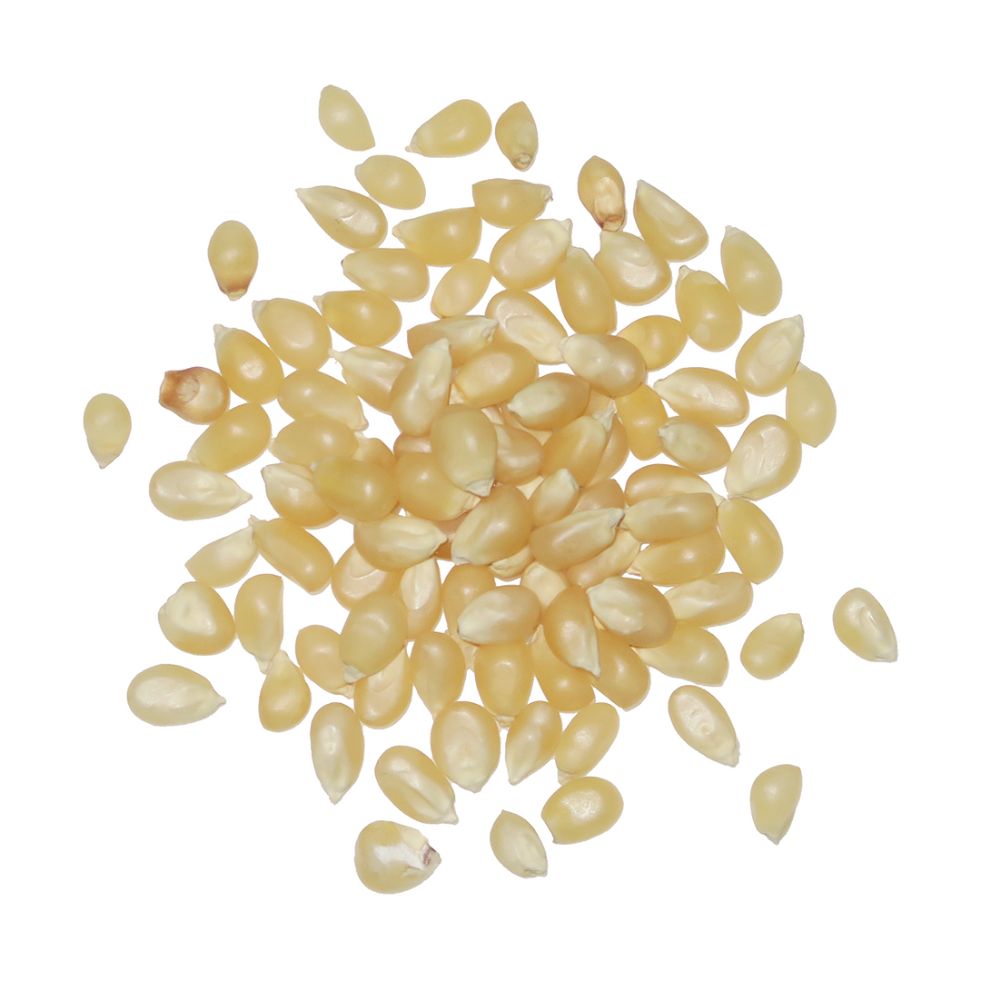 A top-down image of a small pile of Organic White Popcorn.