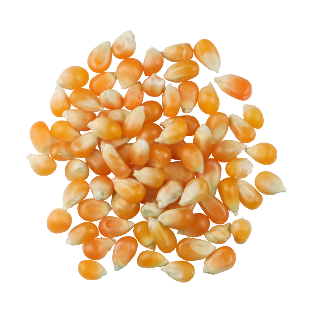 A top-down image of a small pile of Organic Yellow Popcorn.