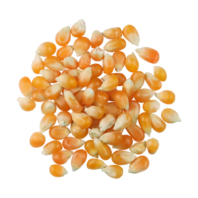 A top-down image of a small pile of Organic Yellow Popcorn.